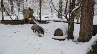 2023 fluffy wuffy snowy fox