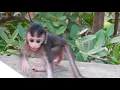 Cutest Baby Girl Sam Smith Very Super Active Play In Family In Group Mr Black