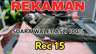 Download REKAMAN suara walet asli dalam RBW | #rec15 MP3