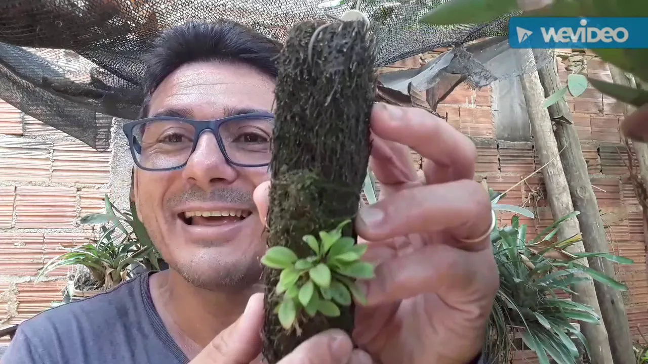 MINI E MICRO ORQUÍDEAS