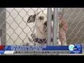 Syracuse finds long-sought location for proposed future municipal dog shelter