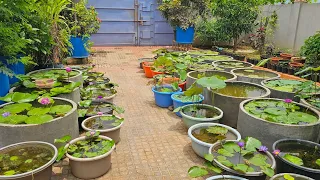 Water lillies in my garden and small garden tour 