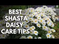 Shasta Daisy Lovers Grow Bigger Healthier Plants with These Shasta Daisy Care Tips