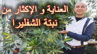 العناية بنبتة الشفليرا من ري و تسميد و اكثار رعاية نبات الشفليرا Schefflera Care And Propagation 