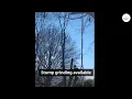 Allentown Bethlehem Tree Service Removal Trimming Stump Grinding ECO Tree Service Inc