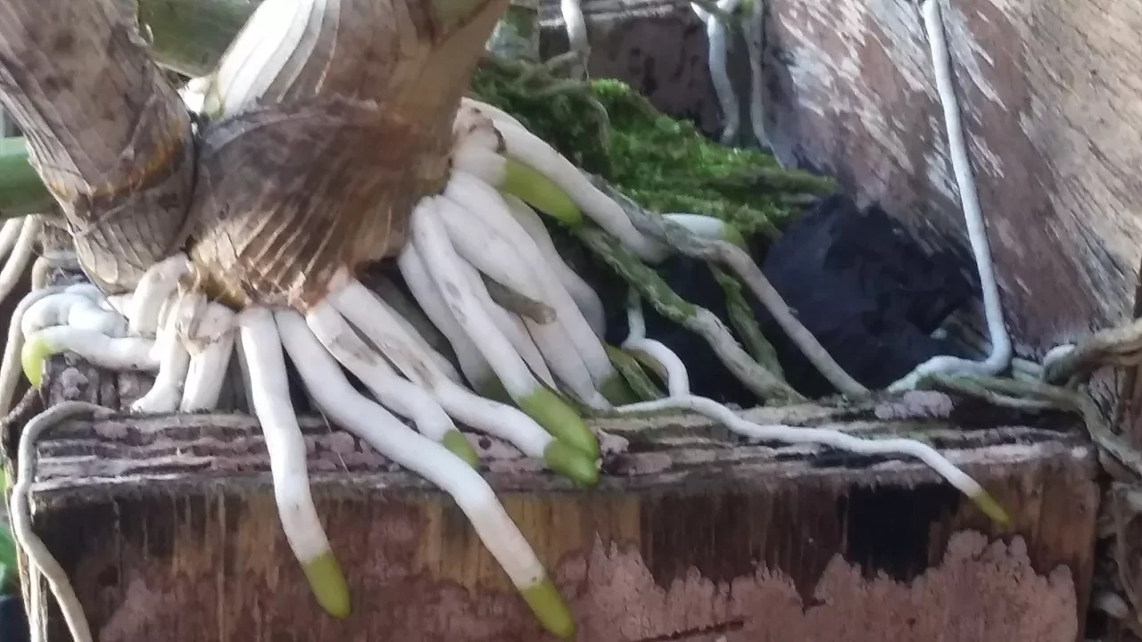 QUER SUAS ORQUÍDEAS COM RAÍZES ASSIM? ASSISTA A ESSE VÍDEO
