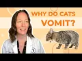 Why Do Cats Vomit? A Vet Explains How to Help