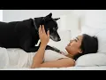 Download Lagu Kisah Nyata!! Saat Suamiku Pergi, Aku Hanya Ditemani Anjing Kesayangan Ternyata Ia Lebih Memuaskan