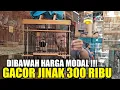 Download Lagu PASAR MEMBARA ! CUMA KIOS PAKDE INI YG NEKAD JUAL JALAK SUREN GACOR SUDAH JINAK CUMA 300 RIBU