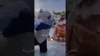 الحرامي الوحيد الي الناس تحبه 