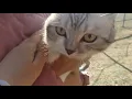 Download Lagu Весенняя прогулка с котом. Поводок для кота