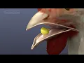 Virtual Chicken The Mouth