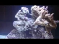 AquaNano 40 Marine Tank 10 days old