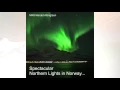 Whales playing under the Northern Lights.