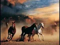 Female of the Species (The Horse Tamers Daughter)