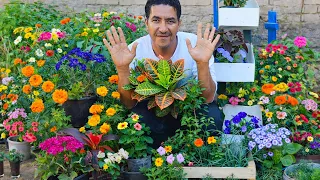     نبات عطري ومزهر لا يحتاج شمس      هتعطر بيتك وتخلية جنة  دندنها
