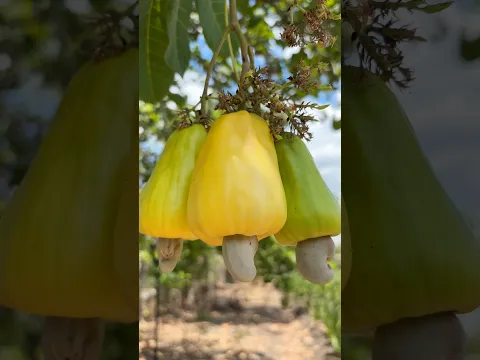 Kacang mete wonogiri #kacangmete #kacangmetewonogiri