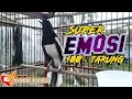 Download Lagu Suara Burung Kacer Bikin Lawan Emosi Gacor, Pancingan Kacer Agar Cepat Emosi Gacor, Ampuh
