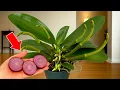 Download Lagu Slechts één dun plakje per week! Plotseling produceert uw orchidee 500% meer bloemtakken.