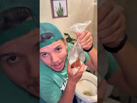 MEU AMIGO FEZ UMA MALDADE COM MEU PEIXINHO E CULPOU O SIMBA 😱🐶