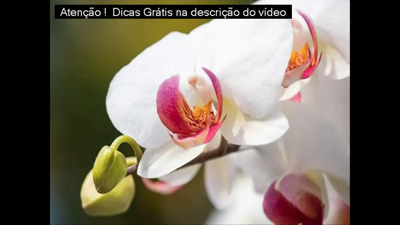 COMO CUIDAR DE ORQUÍDEAS CYMBIDIUM