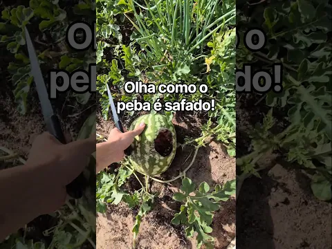 regra dos 3 segundos funciona? #shorts #horta #animais #frutas