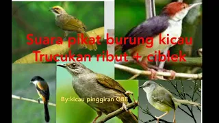 Download Suara pikat terbaru 2020  trucukan ribut, ciblek dan prenjak MP3