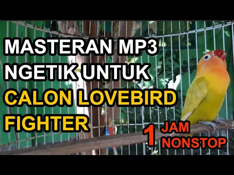 Download MP3 1JAM! Pancingan NGETIK Agar NGEKEK PANJANG GACOR!! Calon Lovebird FIGHTER !! MASTERAN MP3