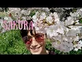 Download Lagu Sakura Season: Hanami, friends and bunnies