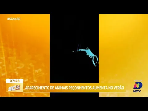 Aumento nas capturas de animais peçonhentos preocupa com a chegada do calor