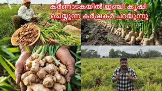 കർണാടകയിൽ ഇഞ്ചി കൃഷി ചെയ്യുന്ന കർഷകർ പറയുന്നു 