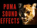 Download Lagu PUMA SOUND EFFECTS - Puma Sounds | Maktub_ytv