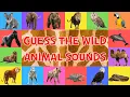 Lagu Guess The Wild Animal Sounds For Kids | 4K