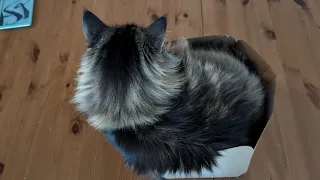 Box capacity 150 EXCEEDED Norwegian Forest Cats