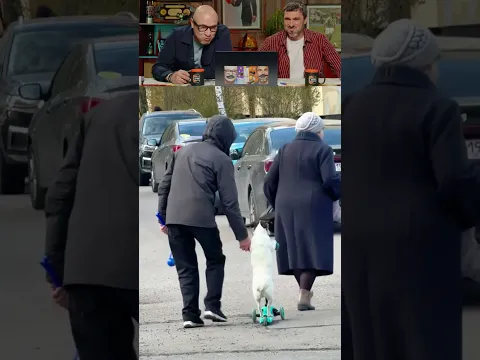 Эти забавные животные