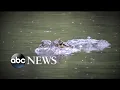 Rescuers investigating a possible alligator attack in Orlando