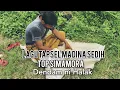 Download Lagu Top Simamora-Dendam ni Halak #officialmusicvideo