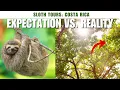 Sloth Tours in Costa Rica isn t what we expected