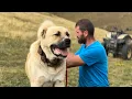 Lagu REUZE Dagestan VOLKODAV-HONDEN