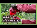 Download Lagu Cool Morning Last Harvests