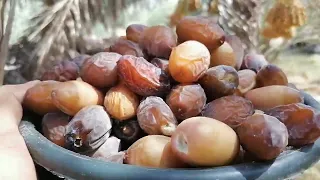 صنف البريم منافس لجميع الاصناف العالميه دندنها