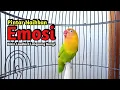 Download Lagu Suara Burung Lovebird NGEKEK PANJANG PINTAR Memancing BUNYI, Lovebird Susah Bunyi Langsung NYAUT