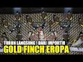 Download Lagu UPDATE HARGA GOLD FINCH EROPA !!! STOK RATUSAN EKOR TURUN LANGSUNG DARI IMPORTIR