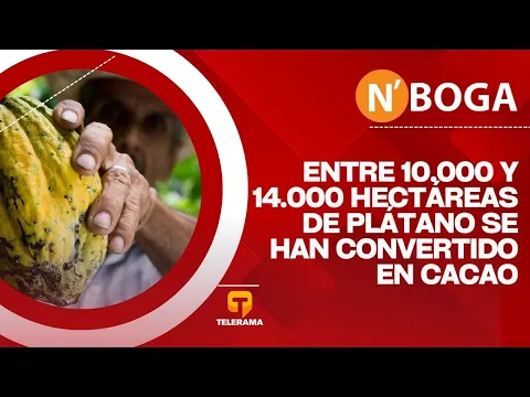 Entre 10.000 y 14.000 hectáreas de plátano se han convertido en cacao