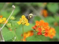 Bee s - 9