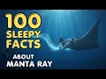 The Most Relaxing Facts About Manta Rays to Fall Asleep To