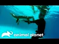 The Craziest Backyard Gators of Season 2 BONUS Gator Boys Animal Planet