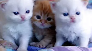 أجمل اغاني القطط 