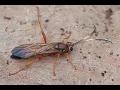 Sluipwesp Lymantrichneumon disparis, overwinterend achter schors van een liggende dode boom