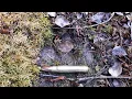Pennsylvania Bear Season 2021 in the Wilderness - 2nd Day Big Track found